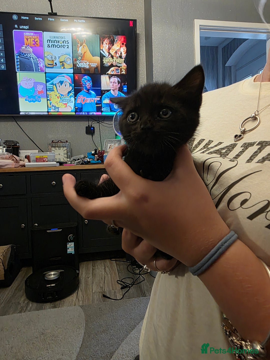 British Shorthair cats for sale: BSH cross 2 female 1 male. - Image 3