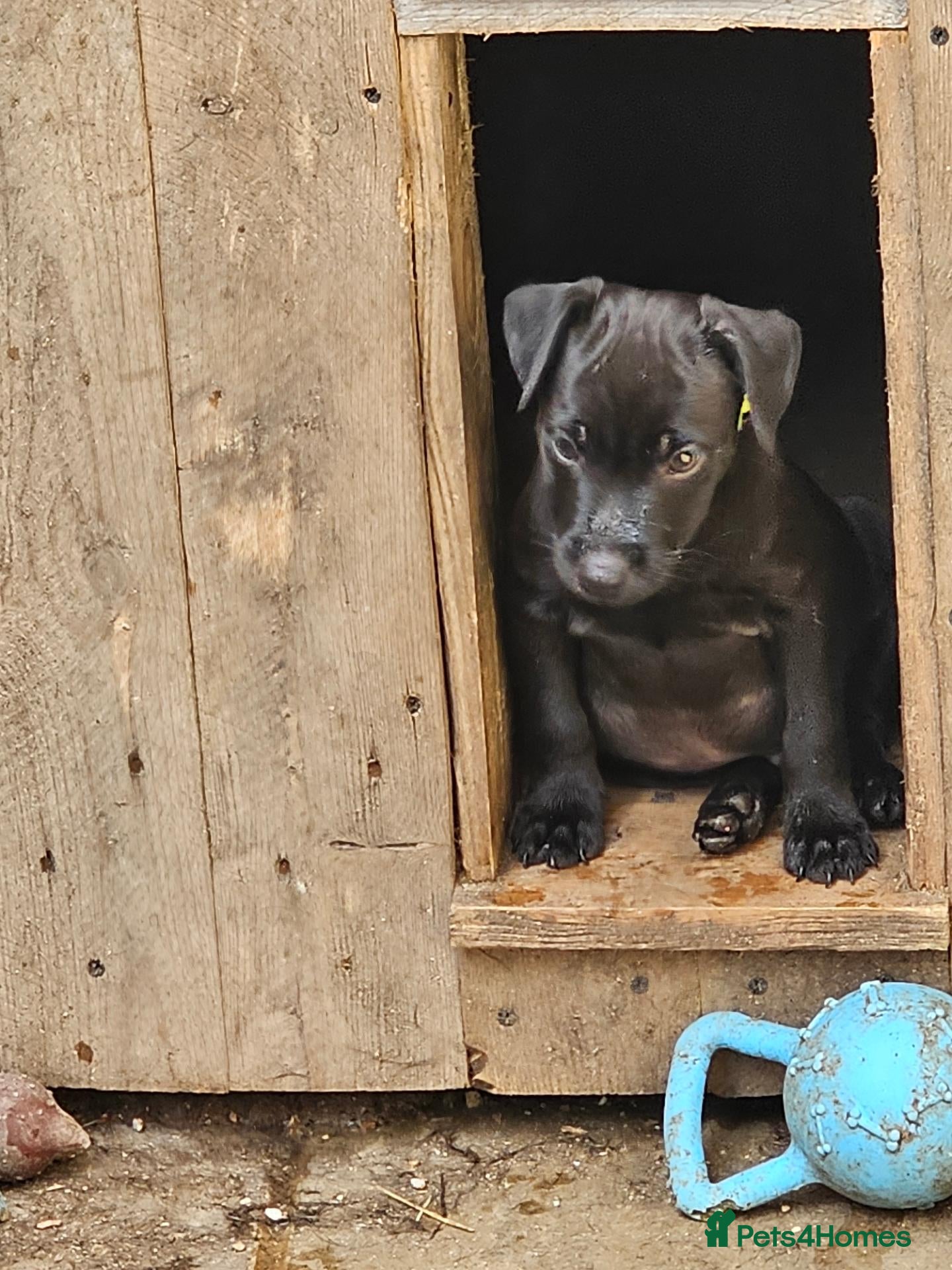 Patterdale Terrier dogs Last Patterdale Terrier Pup For Sale  - Advert 5