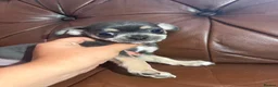 Chihuahua dogs for sale: Chihuahua puppies  - Advert 8