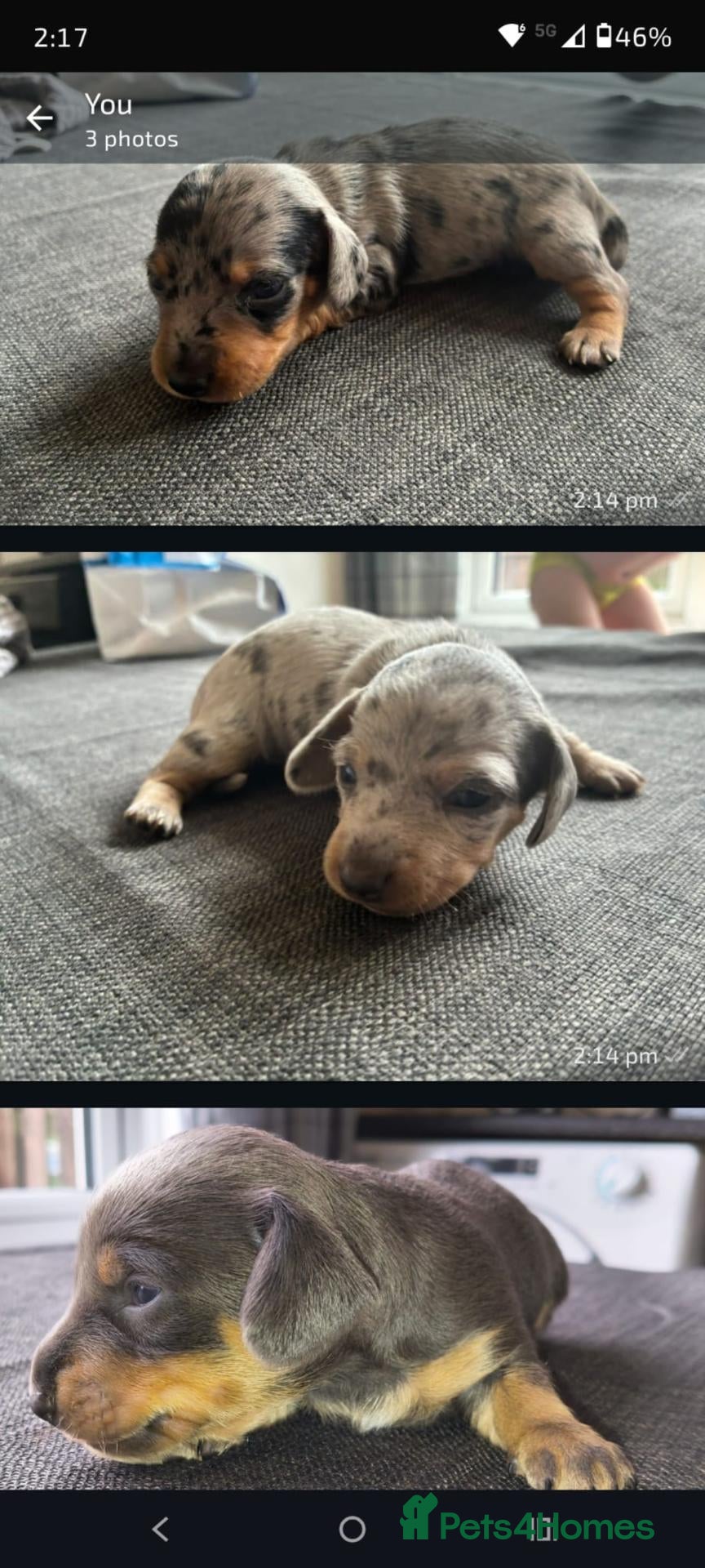 Miniature Dachshund dogs Miniature Dachshund pups  - Advert 14