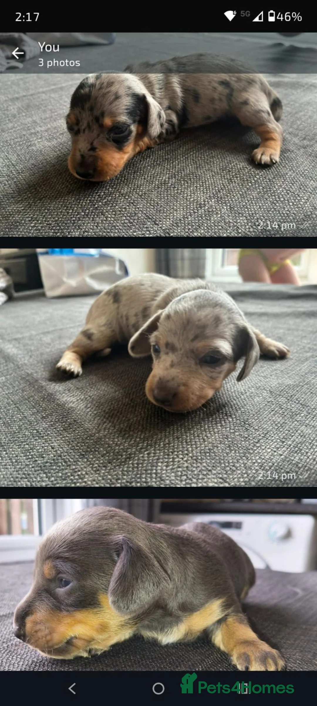 Miniature Dachshund dogs for sale: Miniature Dachshund pups  - Advert 1