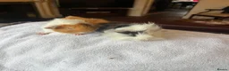 Guinea Pig rodents for sale: Gorgeous Guniea Pigs  - Advert 10