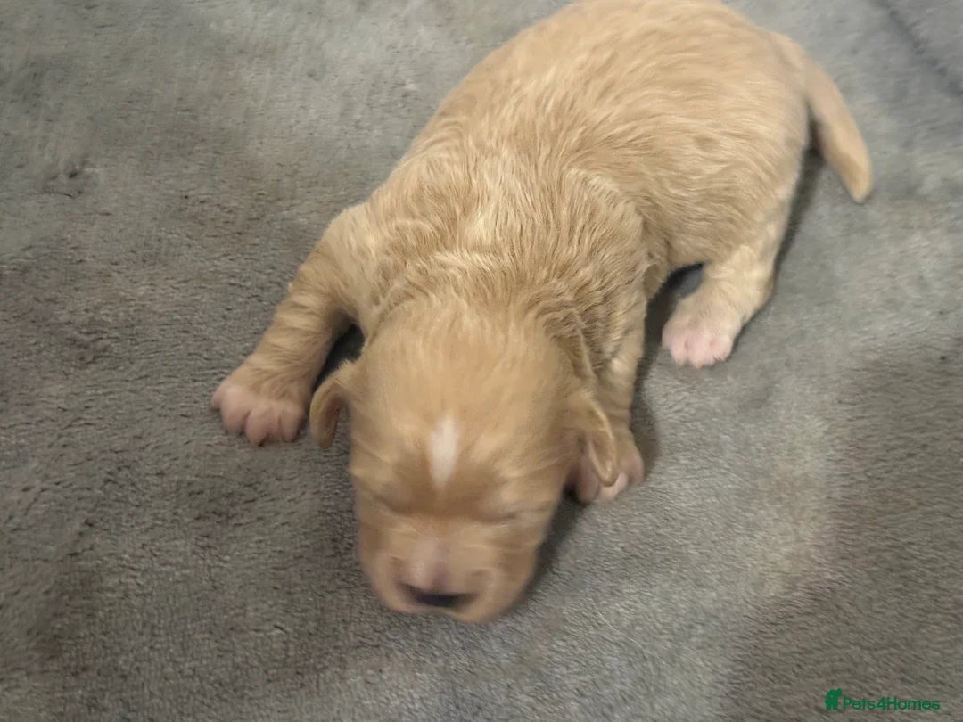 Shihpoo dogs for sale: 3x Shihpoo Male Puppies for sale - Advert 21