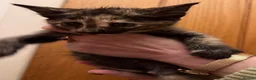 Maine Coon cats for sale: Gorgeous Maine Coon kittens looking for homes - Advert 15