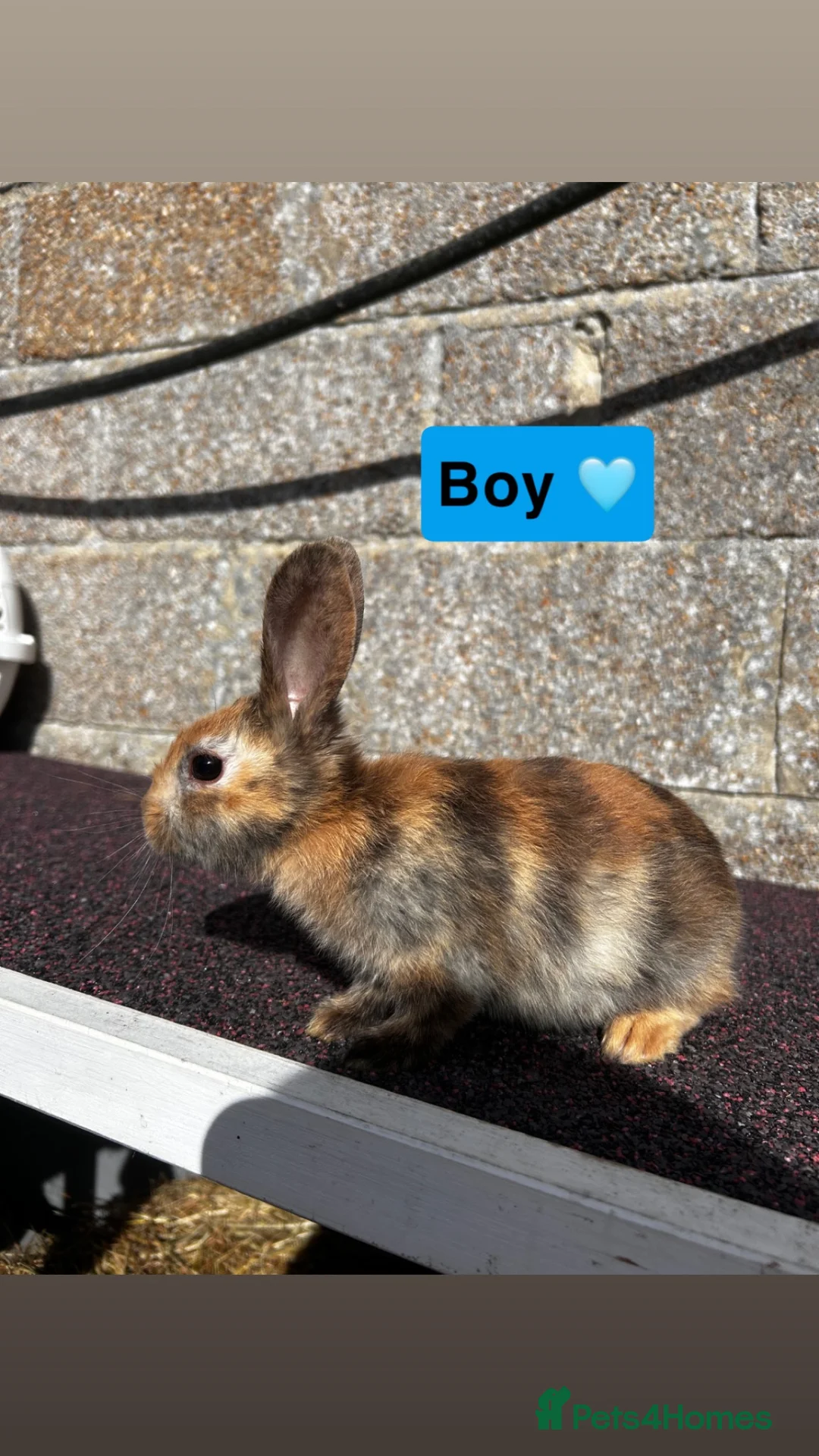 Mixed Breed rabbits for sale: Baby rabbits  in Hythe - Advert 5