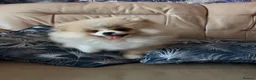 Pomeranian dogs for sale: KC Registered, Teddy bear Pom,Fluffy & Loving  - Advert 10