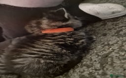 Maine Coon cats for sale: Maine coon cross munchkin kittens for sale in Cramlington - Image 10