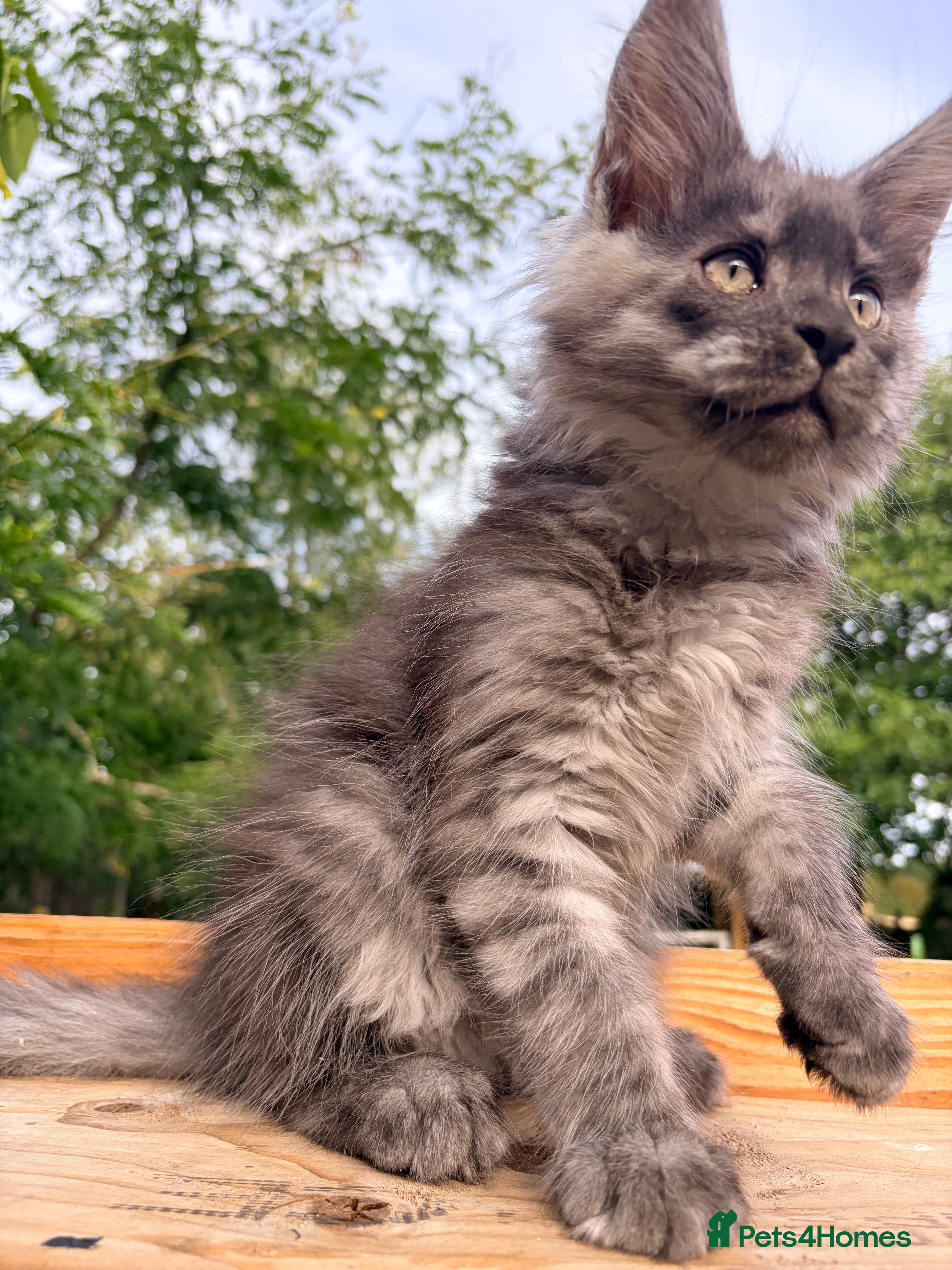 Maine Coon cats Stunning GCCF Maine Coons available  - Advert 2