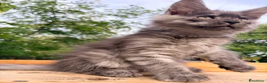 Maine Coon 8