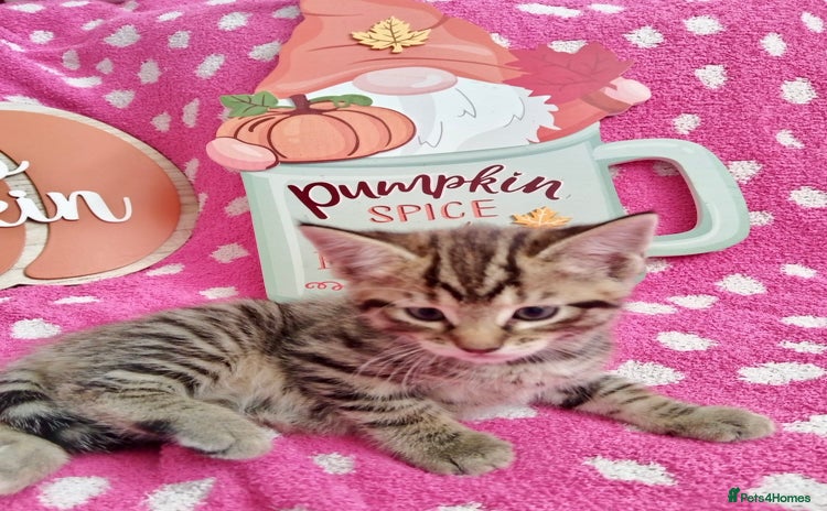Mixed Breed cats for sale - Advert 1