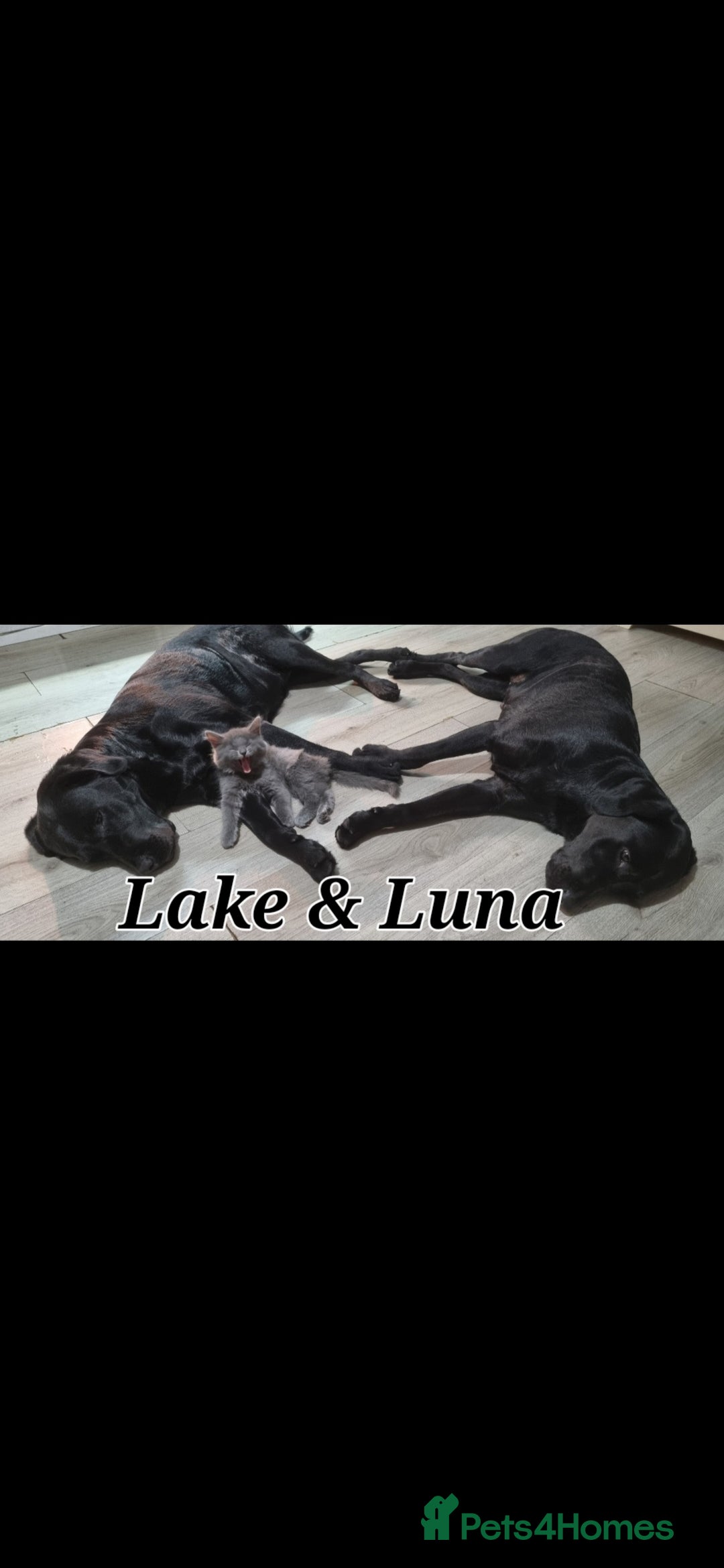 Labrador Retriever dogs for sale: 💫Stunning chocolate and black labrador pups 💫 - Image 20