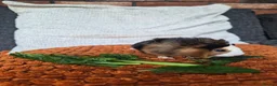 Guinea Pig rodents for sale: Baby guinea pigs - Advert 6