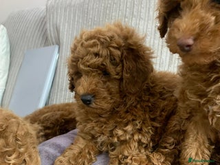 Toy Poodle dogs Beautiful KC Red Toy Poodle Puppy - Advert 7