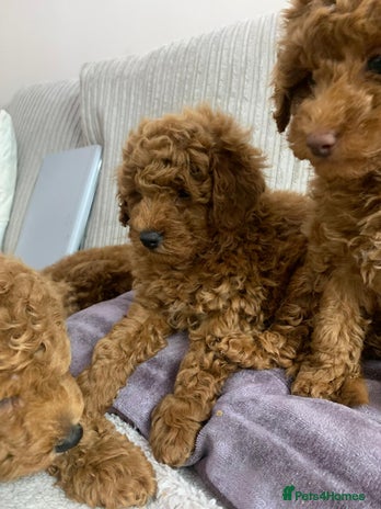 Toy Poodle dogs Beautiful KC Red Toy Poodle Puppy - Advert 3