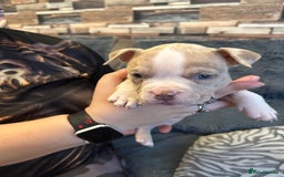 American Bully dogs for sale: 🐾 ABKC Registered Micro/Pocket Bully Puppies! 🐾 - Image 6