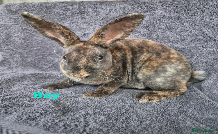 Rex rabbits in Launceston - Advert 10