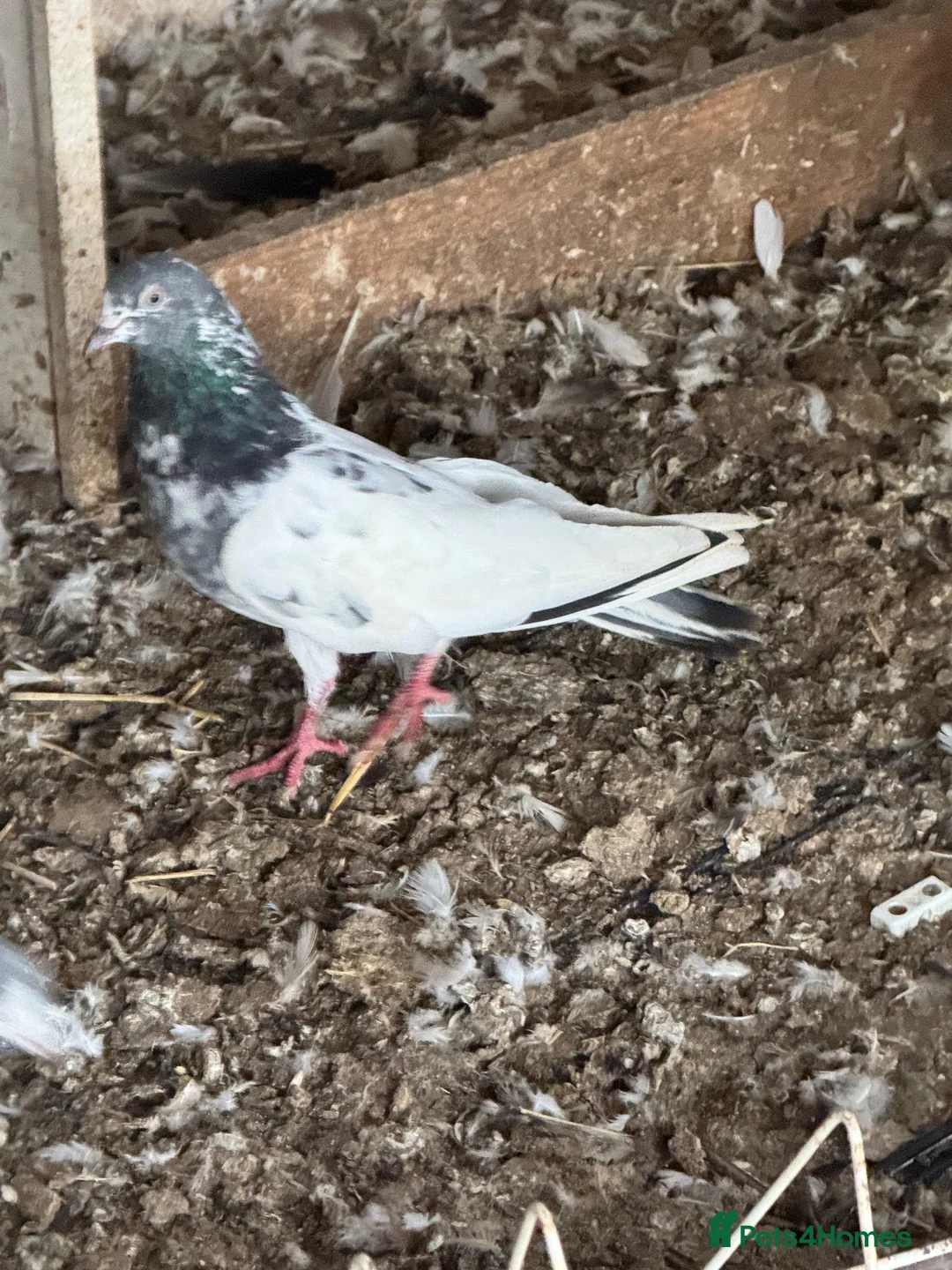 Pigeons birds for sale: Pakistani high flyers  - Advert 2