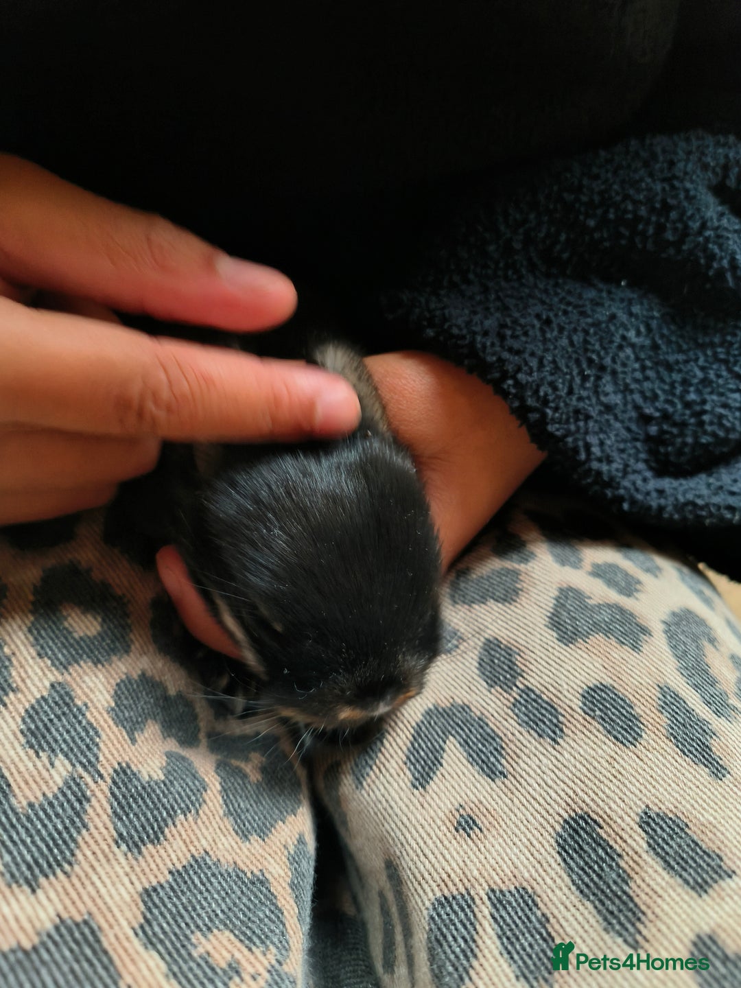 Mixed Breed rabbits for sale: Adorable Baby Bunnies Looking for Loving Homes 🐇 - Image 8