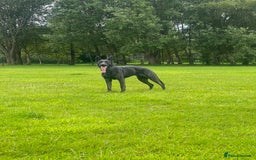 Mixed Breed dogs for sale: Czech Shepherd x Dutch herder for sale - Image 1