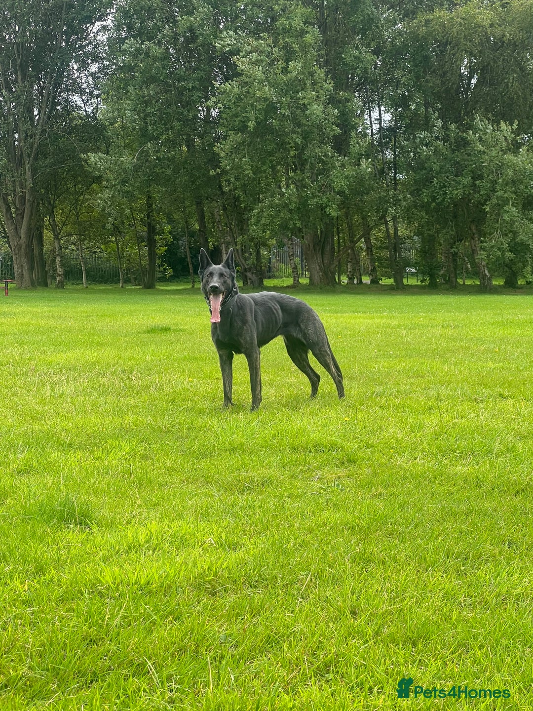 Mixed Breed dogs for sale: Czech Shepherd x Dutch herder for sale - Image 1