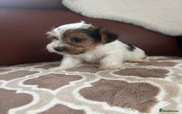 Mixed Breed dogs for sale: Yorkshire terrier/Jack Russell - Image 29