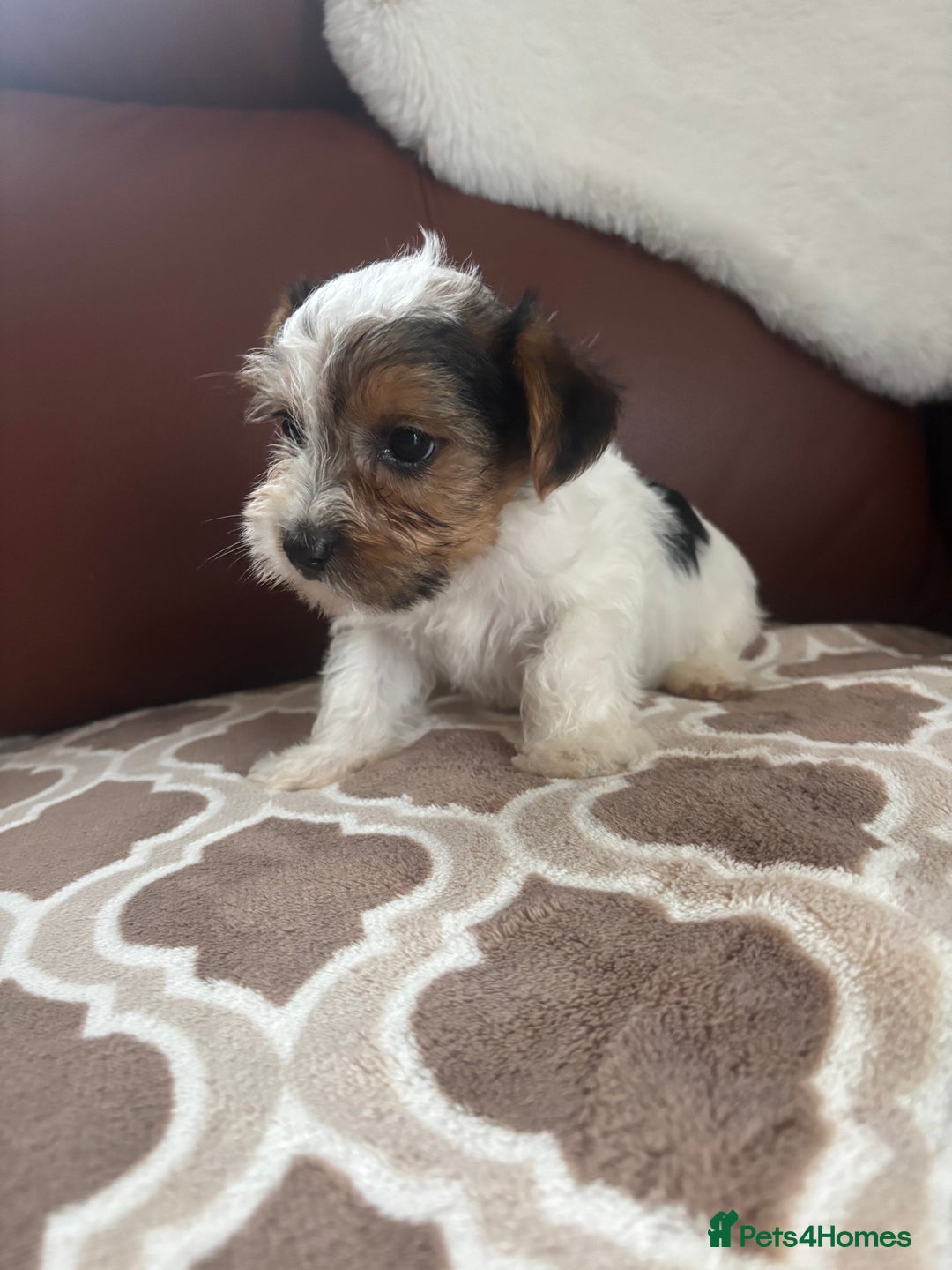 Mixed Breed dogs for sale: Yorkshire terrier/Jack Russell - Image 29