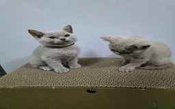 British Shorthair cats for sale: Beautiful British shorthair kittens - Image 32