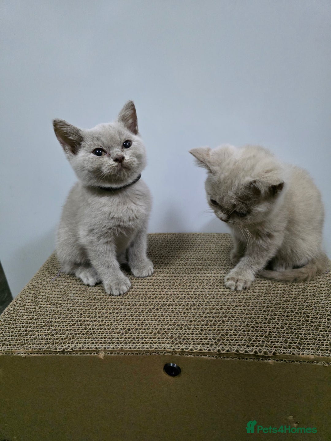 British Shorthair cats for sale: Beautiful British shorthair kittens - Image 32