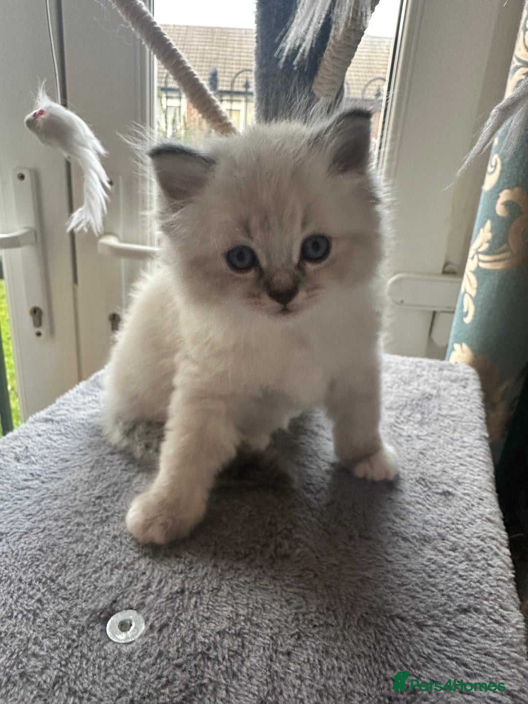 Neva Masquerade cats for sale: Gorgeous Neva Masquerade/British Blue Kittens  - Advert 19