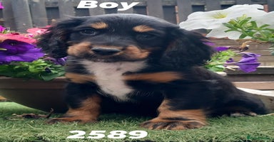 Cocker Spaniel dogs - Advert 2