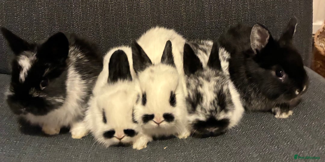 Mixed Breed rabbits for sale: Neatherland dwarf X Mini Lop - Advert 2