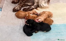 Cocker Spaniel dogs for stud: Health tested. Carries tan. KC reg in Blandford Forum - Image 17