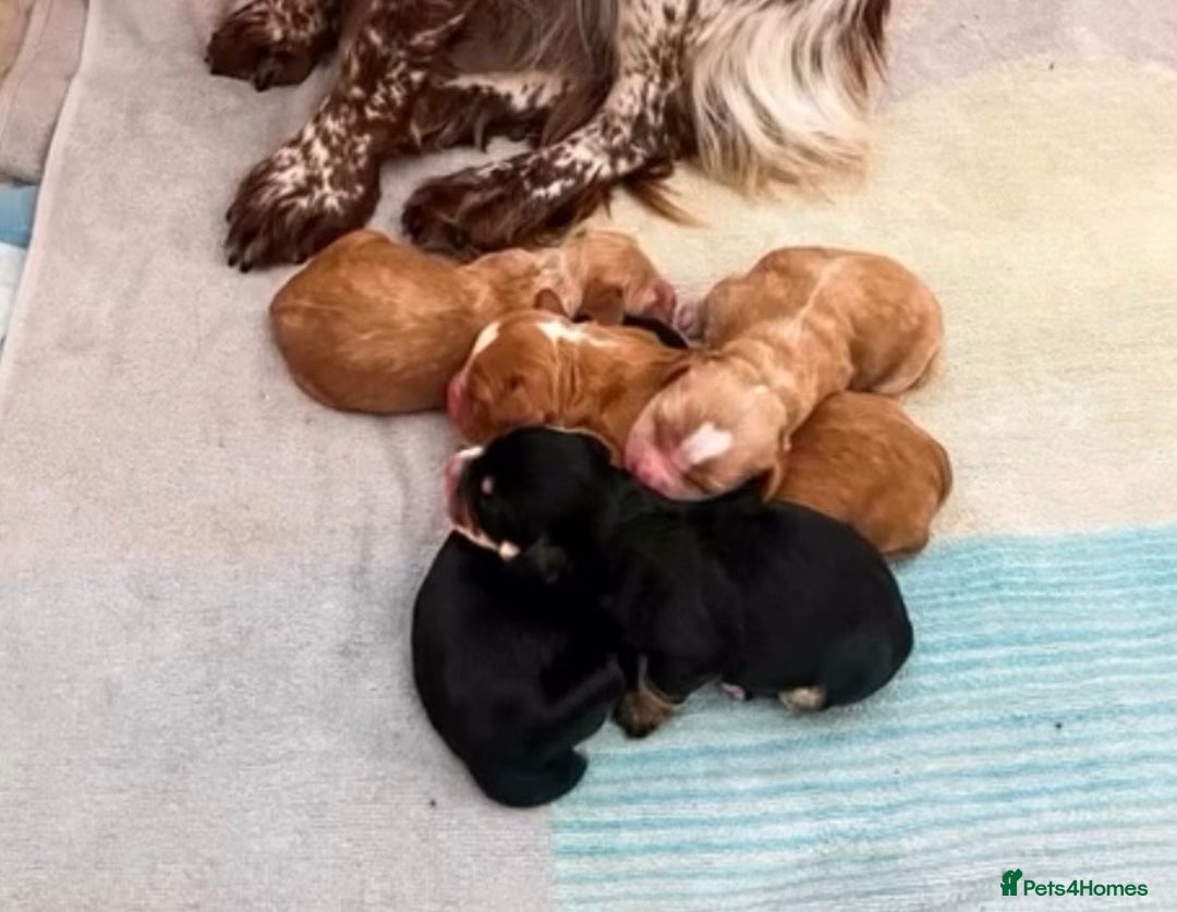 Cocker Spaniel dogs for stud: Health tested. Carries tan. KC reg in Blandford Forum - Image 17