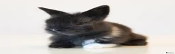 Lionhead rabbits for sale: *Reduced* Quality Double-maned Lionhead Rabbits - Advert 18