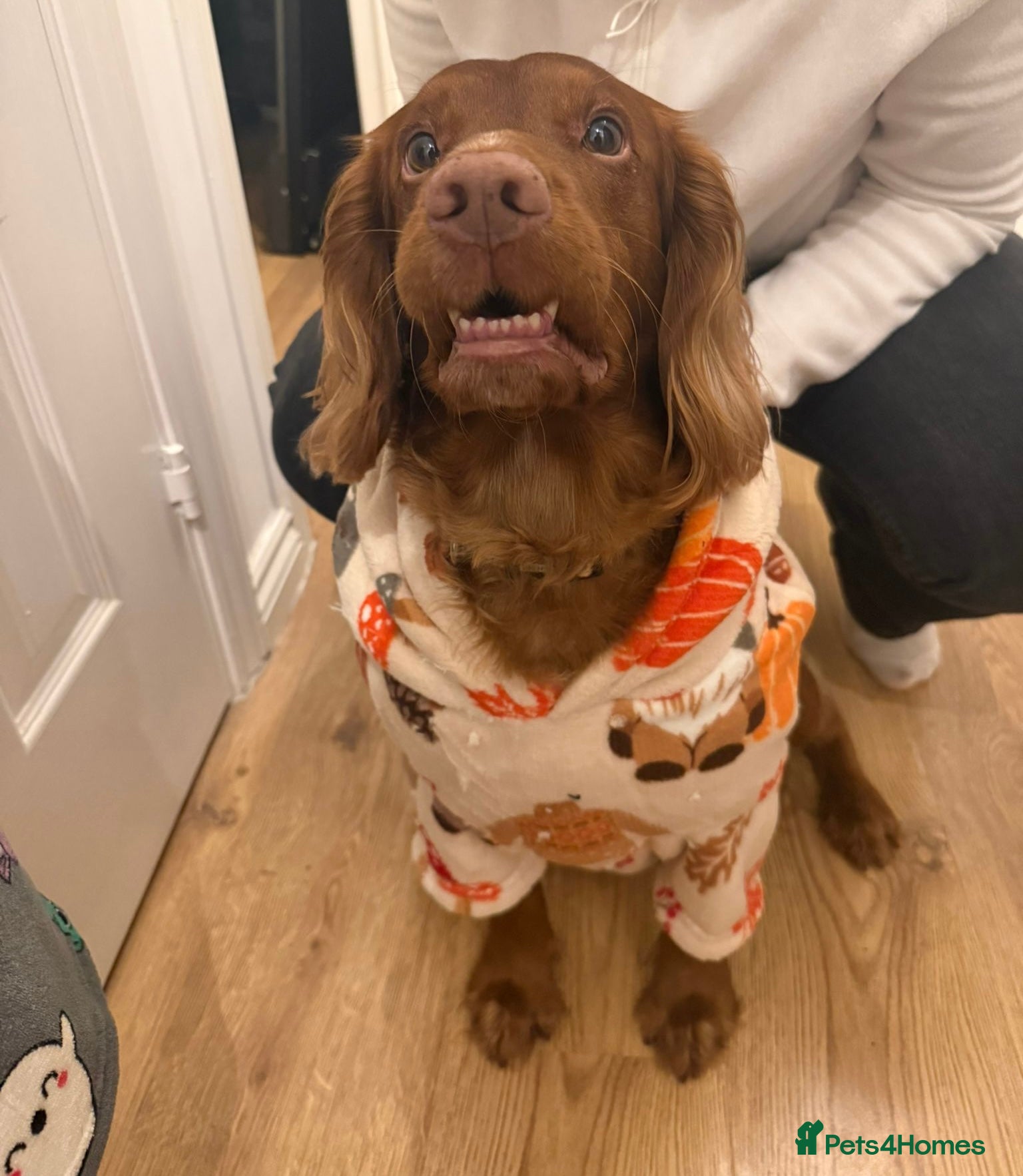 Cocker Spaniel dogs 🐾 KC‑REGISTERED RED COCKER SPANIEL STUD — MEXX 🐾 - Advert 4