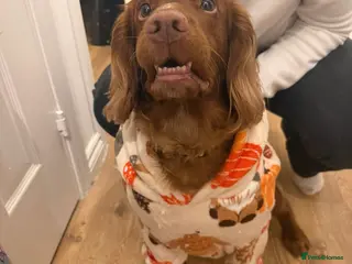 Cocker Spaniel dogs 🐾 KC‑REGISTERED RED COCKER SPANIEL STUD — MEXX 🐾 - Advert 4