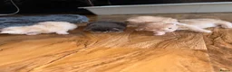 Maine Coon cats for sale: Maine Coon Kittens  - Advert 5