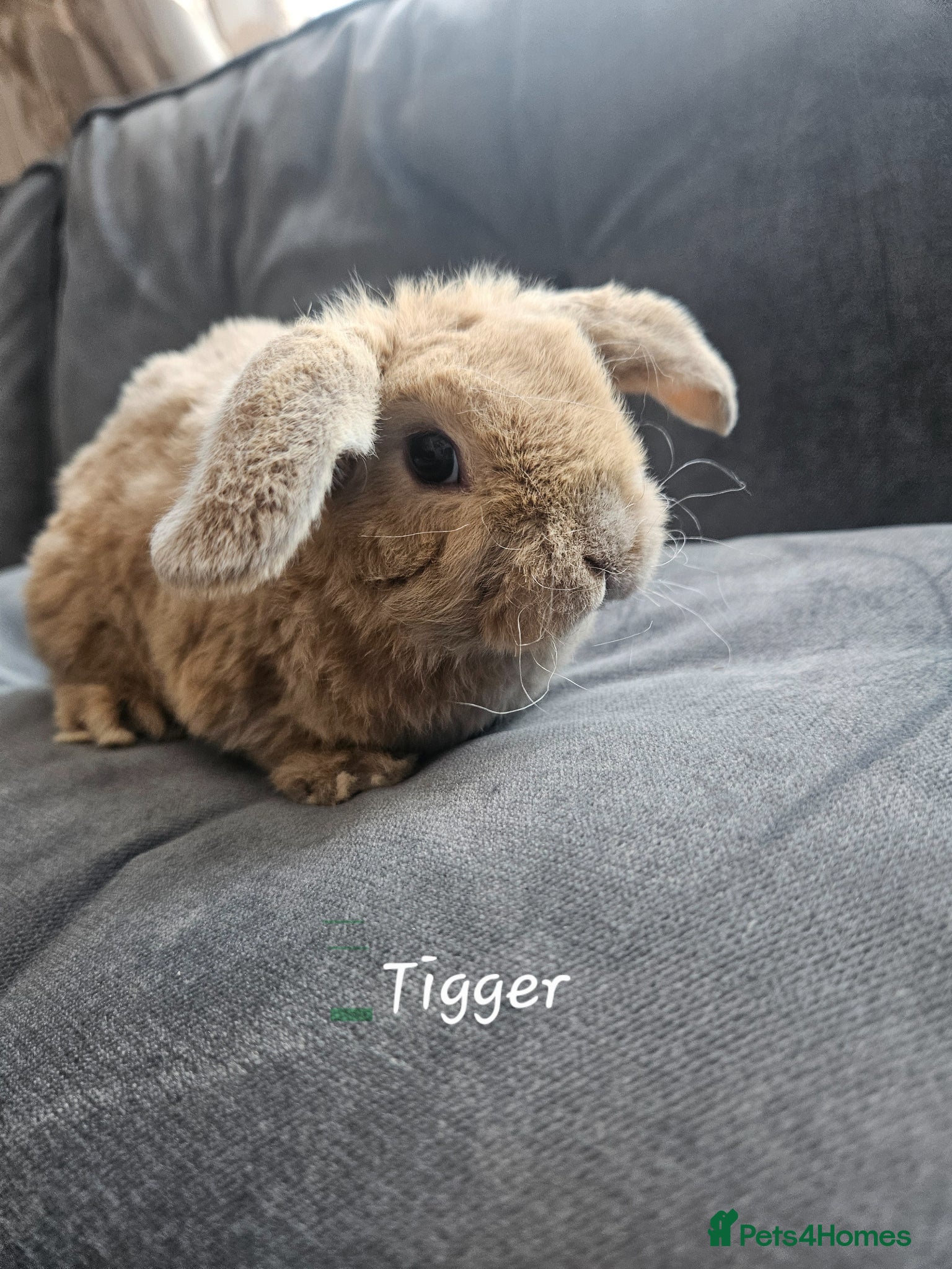 Mini Lop rabbits Mini Plush Lops - Suffolk - Advert 2