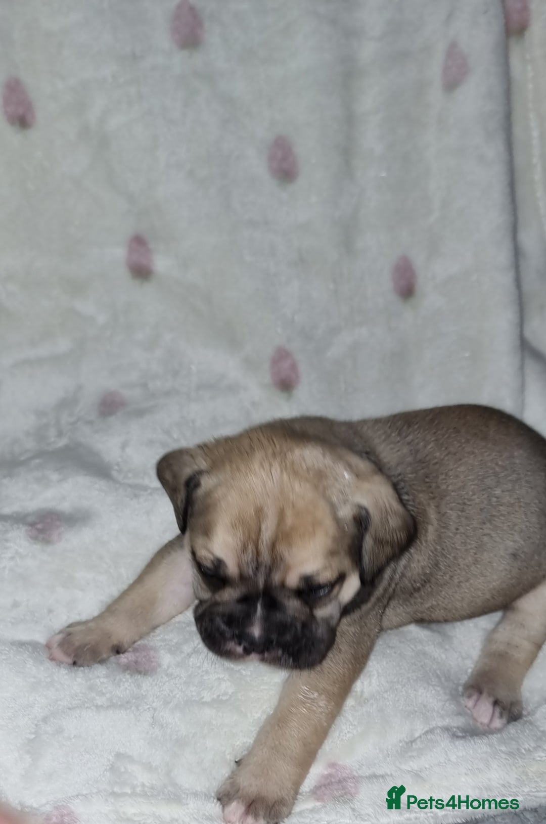 Olde English Bulldogge dogs for sale: Olde English bulldogge puppys - Advert 39