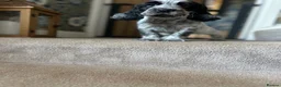 Cocker Spaniel dogs for sale: The Perfect Mix Show x Working - Advert 1