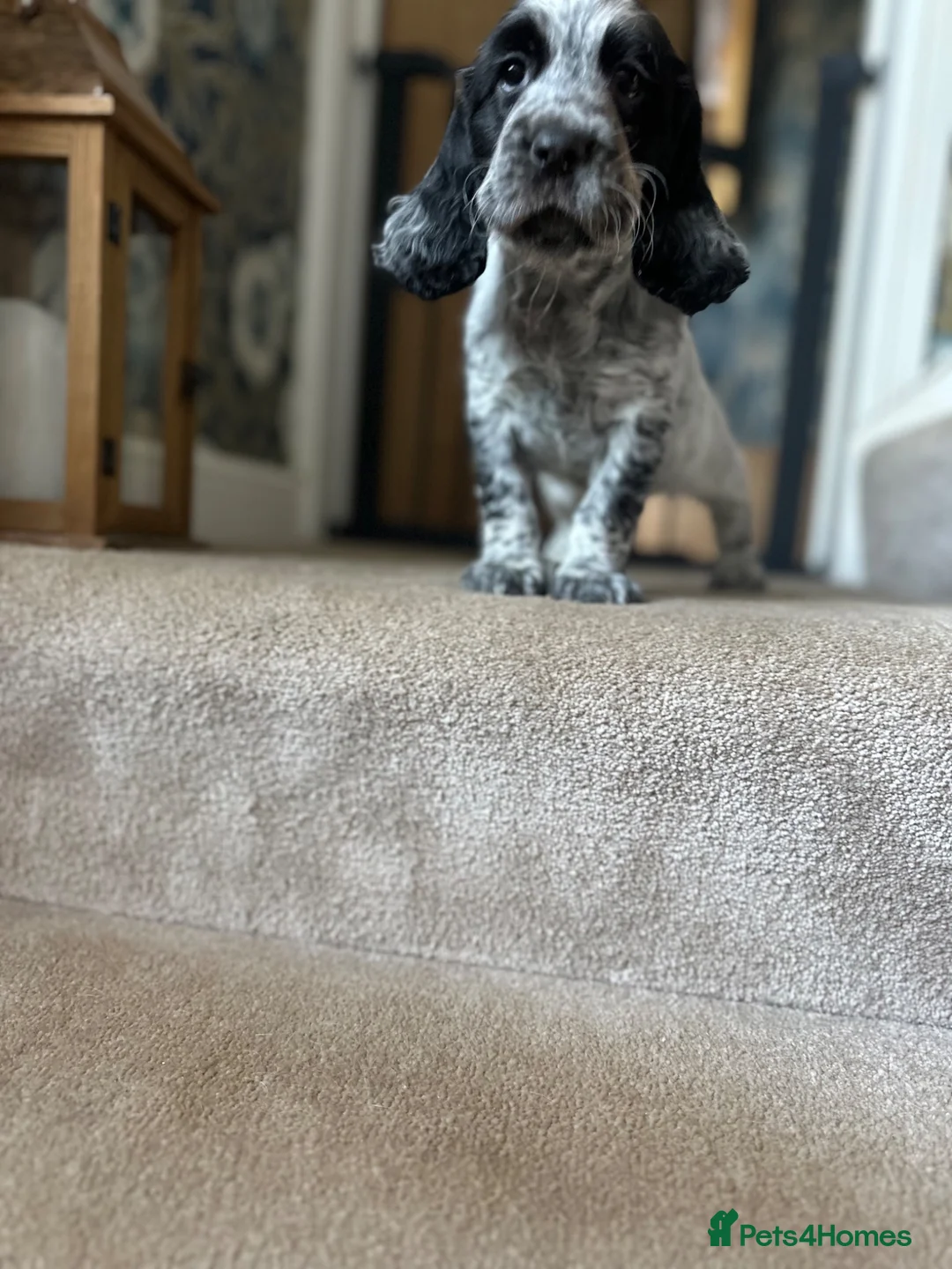 Cocker Spaniel dogs for sale: The Perfect Mix Show x Working - Advert 1