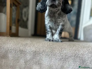 Cocker Spaniel dogs The Perfect Mix Show x Working - Advert 2