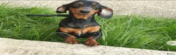 Miniature Dachshund dogs for sale: 🌟 Stunning minture dachshund Puppies  🌟 - Advert 4