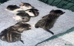 Domestic Shorthair cats for sale: 4 beautiful 3 week old kittens  in Rugeley - Image 8