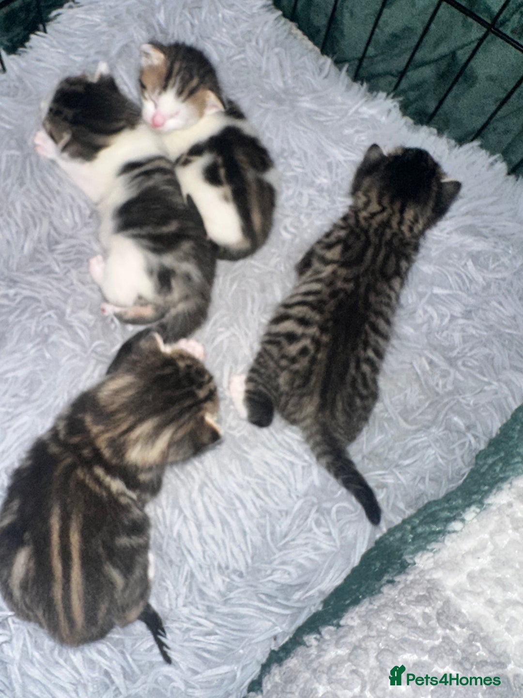 Domestic Shorthair cats for sale: 4 beautiful 3 week old kittens  in Rugeley - Image 8
