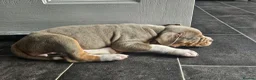 Olde English Bulldogge dogs for sale: Olde english bulldog - Advert 1