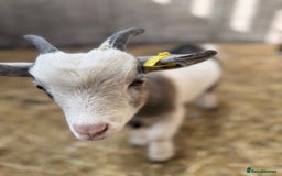 Goats livestock for sale: Hilarious friendly baby Pygmy kids for sale  - Image 4