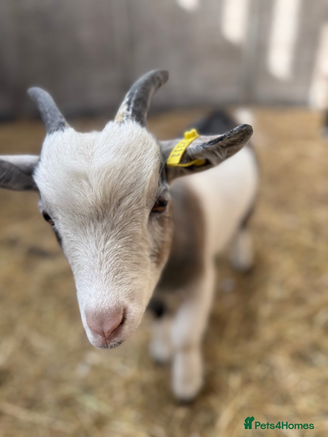 Goats livestock for sale: Hilarious friendly baby Pygmy kids for sale  - Image 4