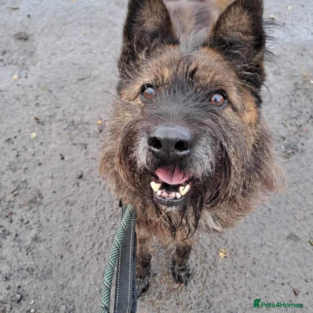 Mixed Breed dogs for adoption: Meet Aran, currently residing in Cheshire  in Nantwich - Advert 4