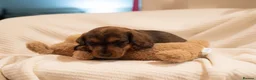 Dachshund dogs for sale: Miniature wire haired dachshunds - Advert 11